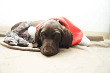 Christmas Pointer