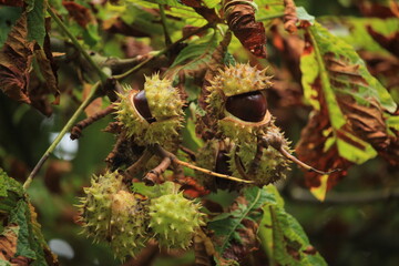 Chestnuts on a tree