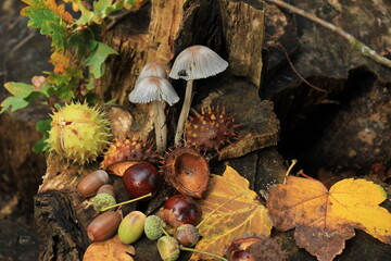 Autumn still life