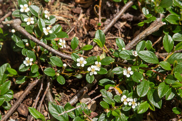 White ground cover blossoms