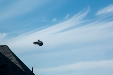 Obraz premium A pigeon in flight