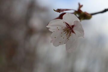 桜の花