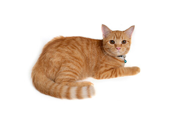 Side view of orange cat crouched on white background.