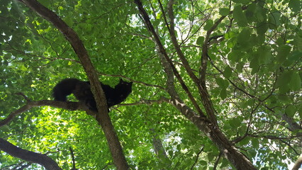 black cat in tree