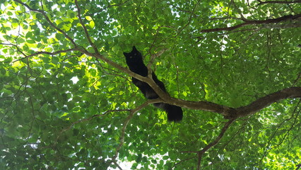 black cat looking down from tree branch