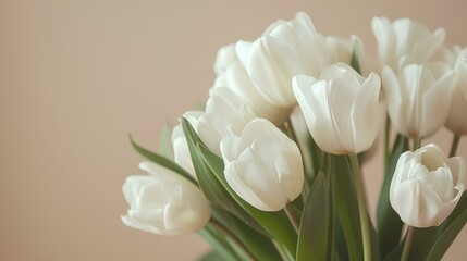 Bouquet of white tulips on beige background, closeup. White flowers in the sunlight. Spring bouquet for holiday greeting cards, copy space, text