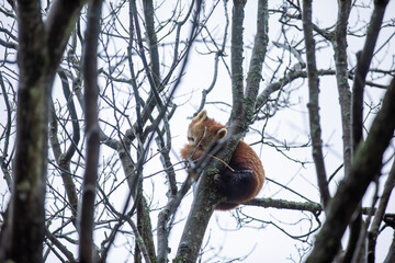 A red panda in a tree during a windy and rainy day.