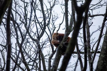 A red panda in a tree during a windy and rainy day.