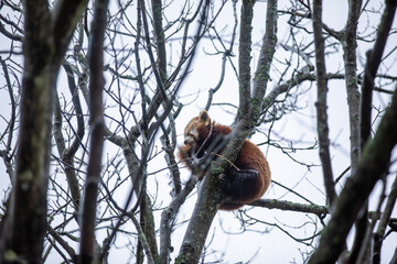 A red panda in a tree during a windy and rainy day.