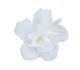 Cape Jasmine or Cape Gardenia flowers.  Close up white small Jasmine flowers isolated on...