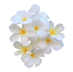 Plumeria or Frangipani or Temple tree flower. Close up white-yellow plumeria flowers bouquet isolated on transparent background.	