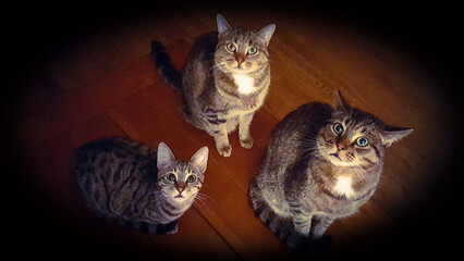 3 Tabby Night