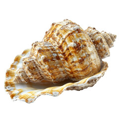 a large shell on a white surface, transparent background png