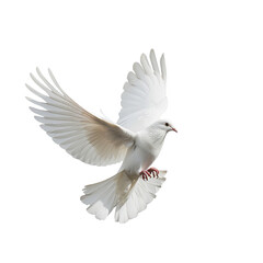 Obraz premium a white bird flying in the air with its wings spread, transparent background png