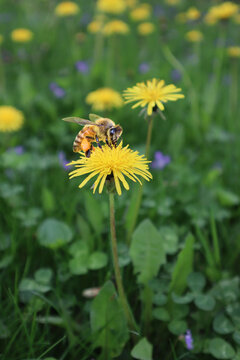 No Mow May - Dandelion flowers on a lawn in spring, feeding pollinators.