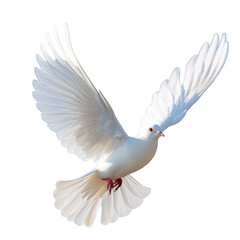Fototapeta premium a white dove flying in the air with its wings spread, transparent background png