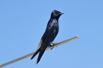 Shimmering and iridescent, a Purple Martin (Progne subis) rest at midday against a clear blue sky. Dark plumage, a swallow species. Feeds primarily on flying insects near water and wetlands