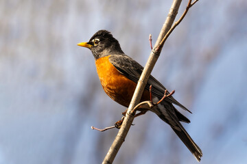 Sign of Spring, return of the American Robin (Turdus migratorius). Iconic bird of North America, its presence heralds the new season, warmth and sunshine. Migratory bird on a branch