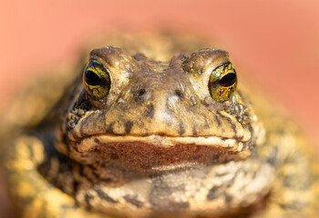 Close up with an American Toad (Anaxyrus americanus). Bumpy and wrinkly skin, and strange yellow...