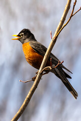 Springtime is here, the Robins have arrived. American Robin (Turdus migratorius) perched in morning sunlight. Migratory birds flocking to the Midwest for a new breeding season