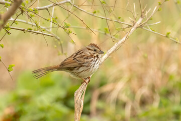 Sign of Spring, Song Sparrow (Melospiza melodia) in North America. Migratoiry birds return to backyard feeders early in the season. Small passerines return after a long winter