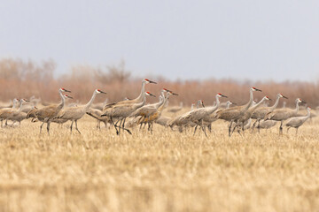 Large flock of Sandhill Cranes (Grus canadensis) moving in unison against a strong gale force wind. Tall birds walking in agricultural farm field during spring migration 