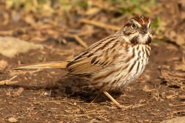 Foraging Song Sparrow (Melospiza melodia), tiny cute brown striped bird in early spring. A resident...