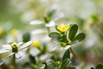 Purslane or Portulaca oleracea branch green leaves and flowerห on natural background.