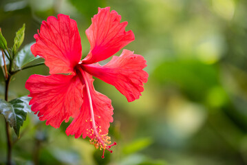 Red Hibiscus flower on natural background.