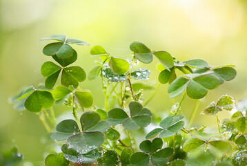 Clover branch green leaves and water drop on natural background.