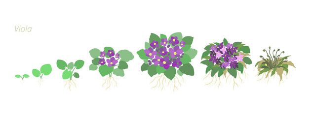 Violet Growth Stages Vector Illustration. Caring for house plants. Flower lifecycle.