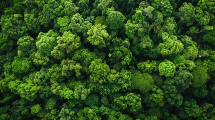 An aerial perspective reveals a lush forest canopy below captured by a drone showcasing a dense emerald sea of trees actively absorbing CO2 This verdant tapestry not only serves as a pictur