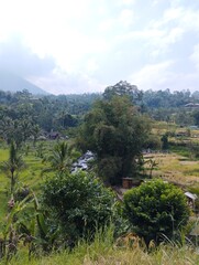 Bali Island : landscape with trees