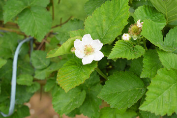 Blackberry flowers in the garden, Beautiful in spring bloom garden. Blackberry bush with white flowers, Blossoming blackberry bush and bee, sunny spring day, Chakwal, Punjab, Pakistan