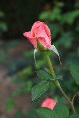 Beautiful pink rose flower closeup in garden, A very beautiful rose flower bloomed on the rose tree, Rose flower, bloom flowers, Natural spring flower,  Nature