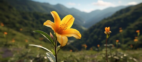 Portrait of the beauty of yellow flowers in remote mountains that are beautiful and fresh