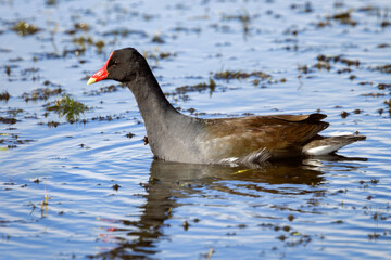 Marsh Melody: Common Gallinule Gliding Gracefully through the Waters of a Florida Wetland