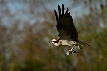 Osprey bird in flight carrying a half eaten fish