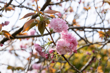 満開の八重桜