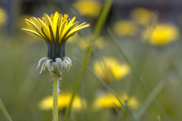 yellow dandelion flower in the garden
