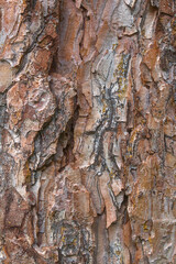 close up of red pine tree bark texture. background