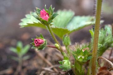 strawberry plant and pink flowers on the ground