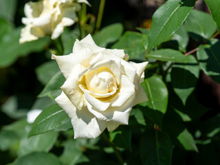 植物園に咲く白い薔薇の花
