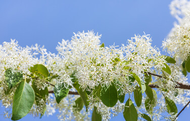 Chinese fringetree flowers in full bloom under the blue sky. warm sunshine - Chionanthus retusus