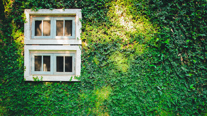 White window covered with green ivy. Concepts of conservation and adaptation to coexist with nature.