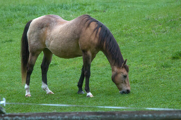 brown horse in a field eating