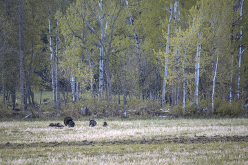 a flock of turkeys in a field