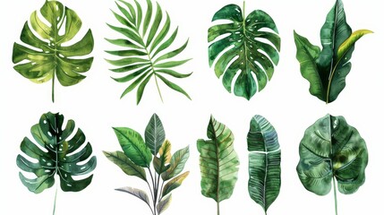 Naklejka premium Watercolor set of various jungle plant leaves, each leaf drawn individually to showcase unique details, arranged against a white isolation
