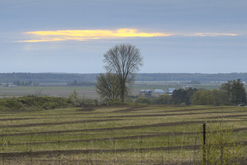 Landscape with a field and a tree in the foreground at sunset