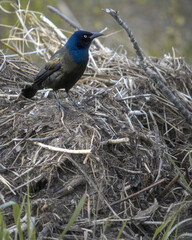 Greater grackle, Corvus major, single bird on nest.